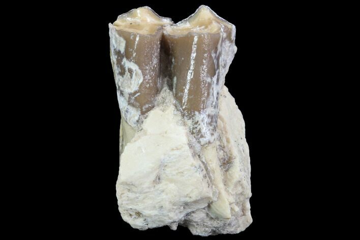 Oreodont (Leptauchenia) Jaw Section - South Dakota #91082
